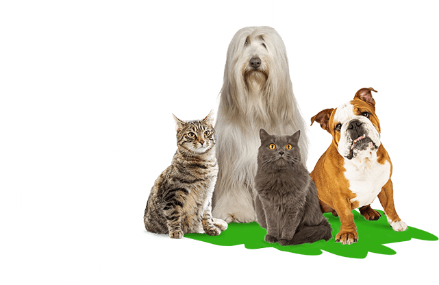 Team Bios