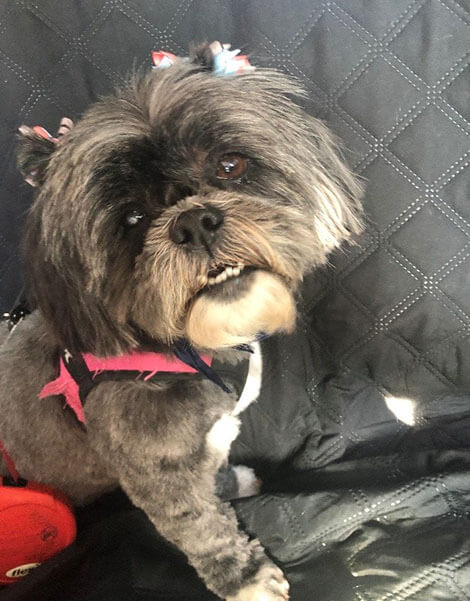 Savannah Shitzu Dog