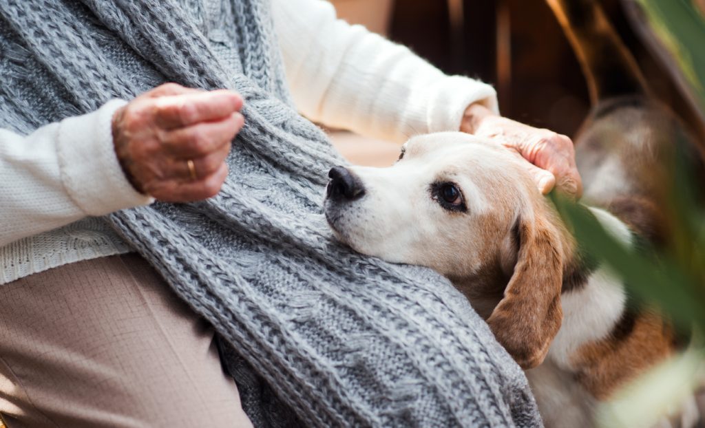 An unrecognizable elderly woman sitting outdoors on a terrace on a sunny day in autumn, petting an old dog whose head is on her lap 