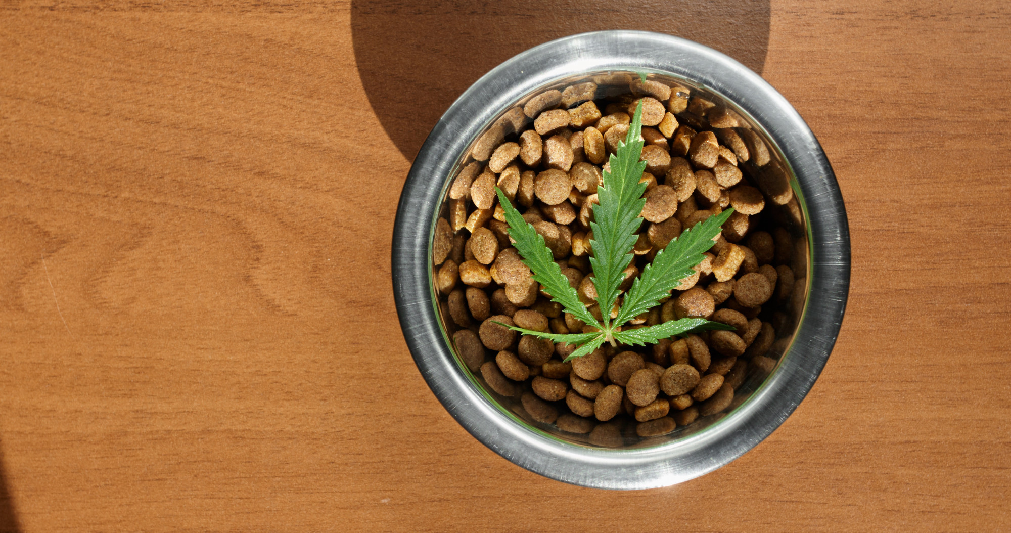cbd for dogs