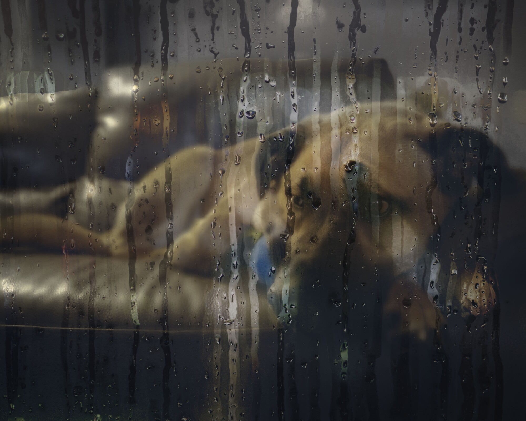 dogs afraid of storms